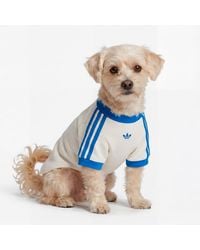 adidas - Pet Cali Tee - Lyst