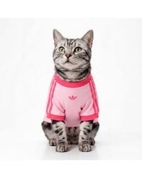 adidas - Pet Cali Tee - Lyst