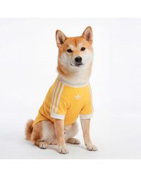 adidas - Pet Cali Tee - Lyst