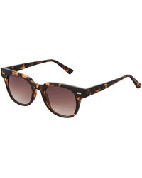 French Connection Elsie Rounded Cat Eye Sunglasses For - Brown