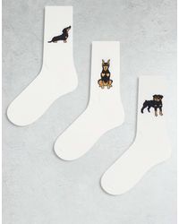 ASOS - 3 Pack Socks With Dog Graphic - Lyst