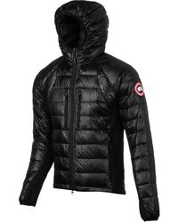 bubble canada goose