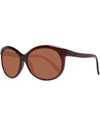 Serengeti Burgundy Sunglasses - Brown