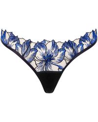 Bluebella - Lyandra Thong Egyptian//Sheer - Lyst