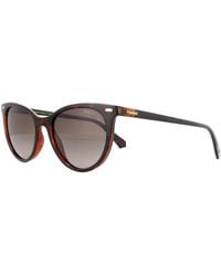 Polaroid - Cat Eye Havana Gradient Polarized Sunglasses - Lyst