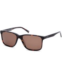 Barbour C4 Acetate Style Sunglasses - Brown