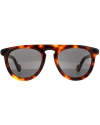 Moncler - Aviator Dark Havana Grey Sunglasses - Lyst