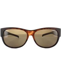 Polaroid - Suncovers Oval Dark Havana Brown Polarized Sunglasses - Lyst
