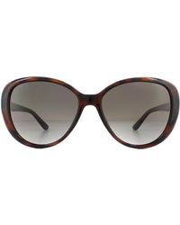 Jimmy Choo - Fashion Dark Havana Brown Gradient Sunglasses - Lyst