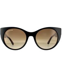 Lacoste - Cat Eye Black And Havana Brown Gradient Sunglasses - Lyst