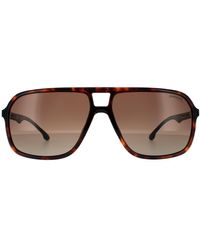 Carrera - Aviator Dark Havana Brown Shaded Polarized Sunglasses - Lyst