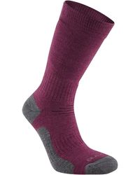 Craghoppers - Adult Trek Merino Wool Socks (Wildberry) - Lyst