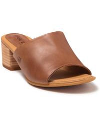 born pindo mule