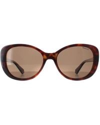Polaroid - Butterfly Havana Bronze Polarized Pld 4154/S/X - Lyst