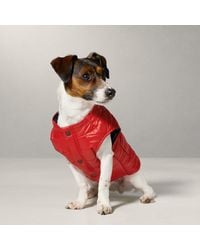 Ralph Lauren - Ralph Lauren Dog Puffer Jacket - Lyst