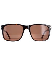 Duck and Cover - Sunglasses Dcs025 C2 Havana - Lyst