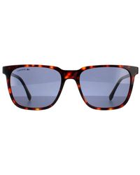 Lacoste - Square Havana Solid Sunglasses - Lyst