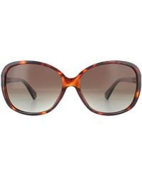 Polaroid - Sonnenbrille Pld 4098/S 086 La Dunkel Havanna Gradient Polarisiert - Lyst