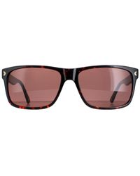 Duck and Cover - Sunglasses Dcs026 C2 Havana - Lyst