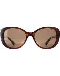 Polaroid - Butterfly Havana Bronze Polarized Pld 4154/S/X - Lyst