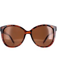 Montana - Cat Eye Shiny Tortoise Polarized Mp74B - Lyst