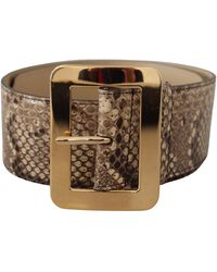 Dolce & Gabbana - Brown Exotic Wide Waist Leather Gold Metal Buckle Belt - Lyst