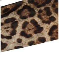 Dolce & Gabbana - Brown Leopard Nylon Tights Stocking Pantyhose Socks - Lyst