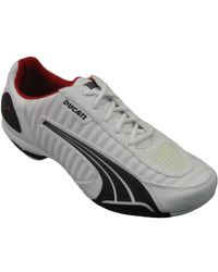 puma testastretta puma testastretta