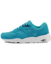 superstar metallic bluebird