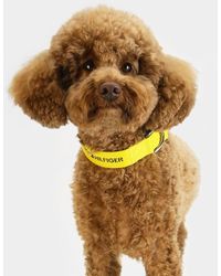 Tommy Hilfiger - Dog Logo Webbing Collar - Lyst