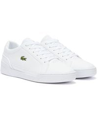 gold lacoste shoes