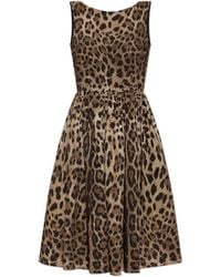 Dolce & Gabbana - Cotton Dress With Animal Print - Lyst