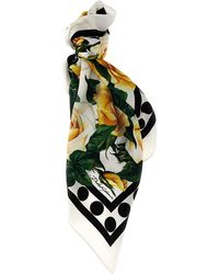 Dolce & Gabbana - 'Rose Gialle' Scarf - Lyst