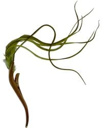 Romer Millinery - Feather Clip For Hats, Turbans, Hair Or Lapel Xl - Lyst