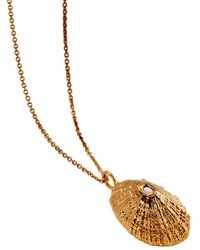 Posh Totty Designs - Plated Limpet Shell Necklace - Lyst