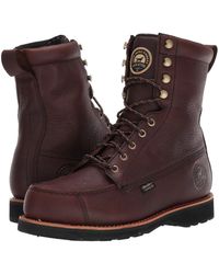 irish setter 808