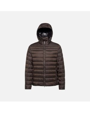 Geox Warrens - Brown