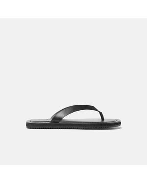 SCAROSSO Ascanio - Brown