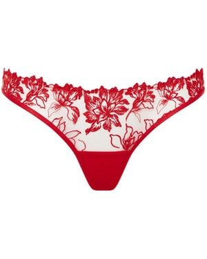 Bluebella Samara Embroidered Brief
