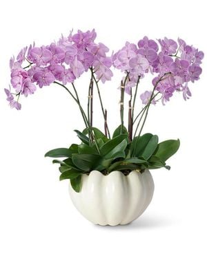 Aerin Mirabelle Cachepot - Purple