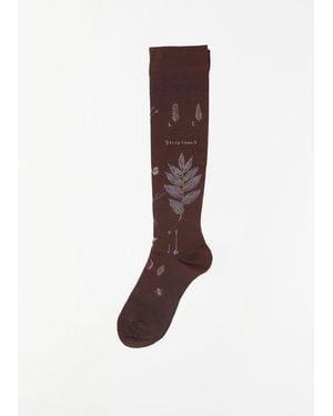 Antipast Botanical Xvii Compression High Socks - Brown