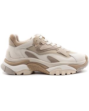 Ash Sneakers - Gris