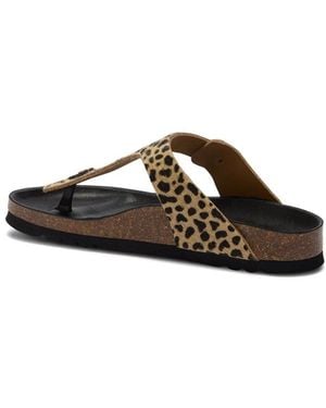 Scholl Anais Flip Flops - Bruin