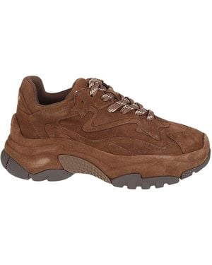 Ash Sneakers - Marrone