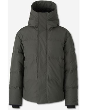 Canada Goose Short Feathered - Grey