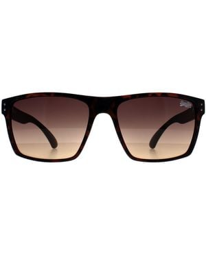 Superdry Square Havana Kobe - Brown