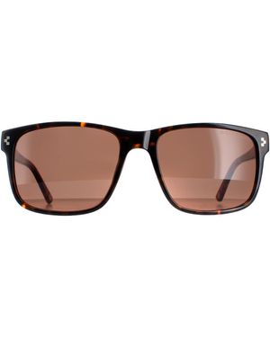 Duck and Cover Sunglasses Dcs025 C2 Havana - Brown
