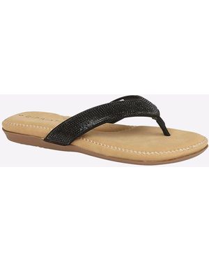 Cipriata Alcee Diamante - Brown
