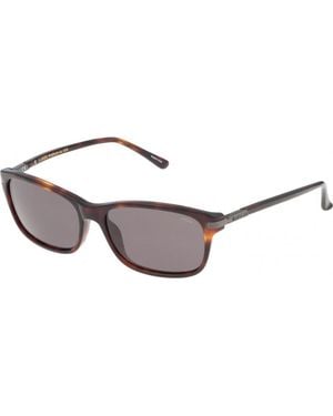 Lozza Sl4029M 56 4App Sunglasses - Brown