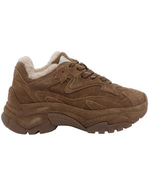 Ash Addict Sneakers - Brown